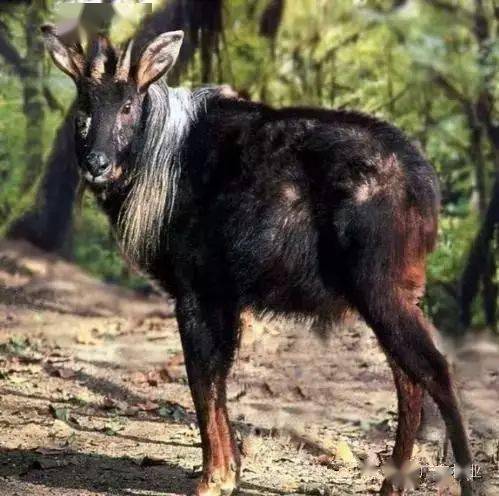 澳门最准的四不像资料游戏,灵活执行方案_ZNP57.883教育版