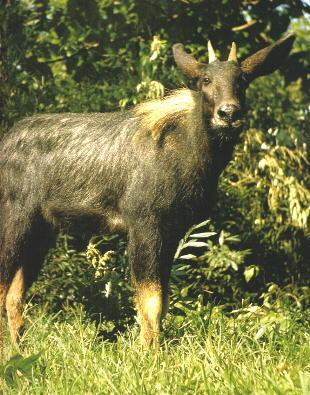 澳门最准的四不像资料游戏,灵活执行方案_ZNP57.883教育版