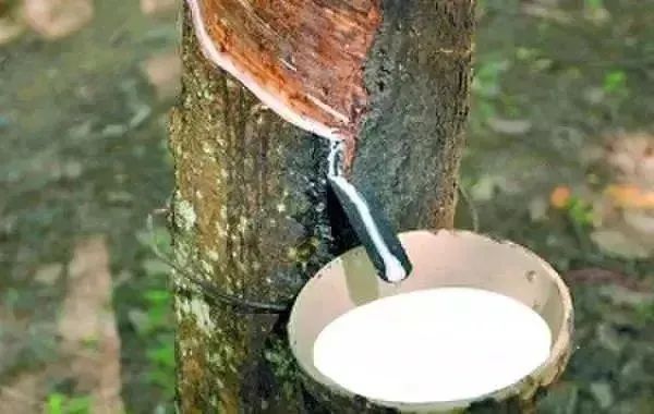 云南天然橡胶最新价格,探索橡胶产业背后的温情故事