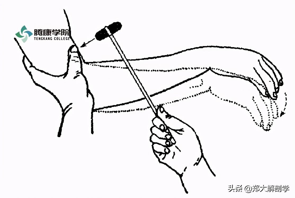 最新叩击法论述,理论与实践的探讨