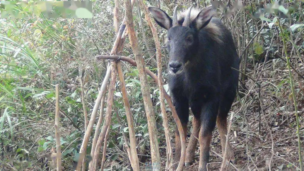 2024今晚最准四不像,目前现象解析描述_NFF77.683深度版