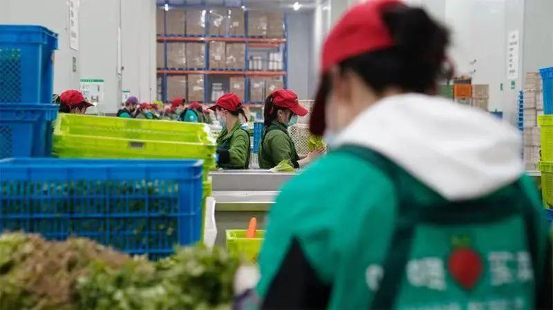 大白菜诗意之旅，探寻产地价格与美景的交融之境