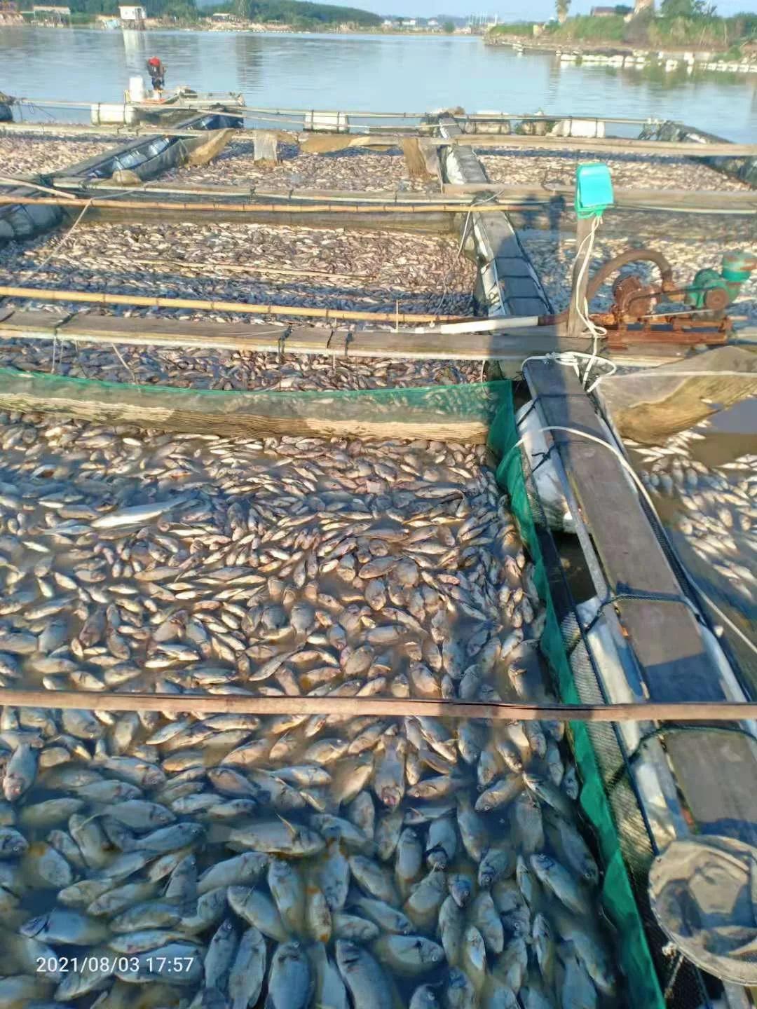 鲈鱼最新售价揭秘，科技与生活融合的高科技产品体验