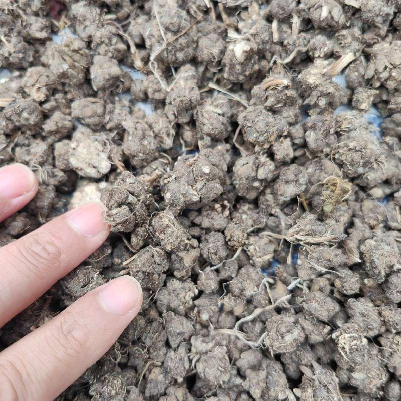 猫爪草2025行情价格