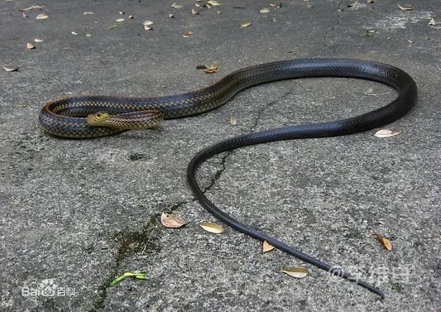 揭秘乌梢蛇的自然奥秘，探寻神奇宝藏之旅🐍
